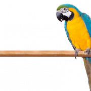 Mavi ve Sarı Macaw PNG