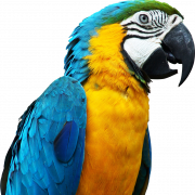 Blue And Yellow Macaw PNG File