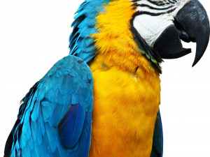 ملف Macaw PNG الأزرق والأصفر
