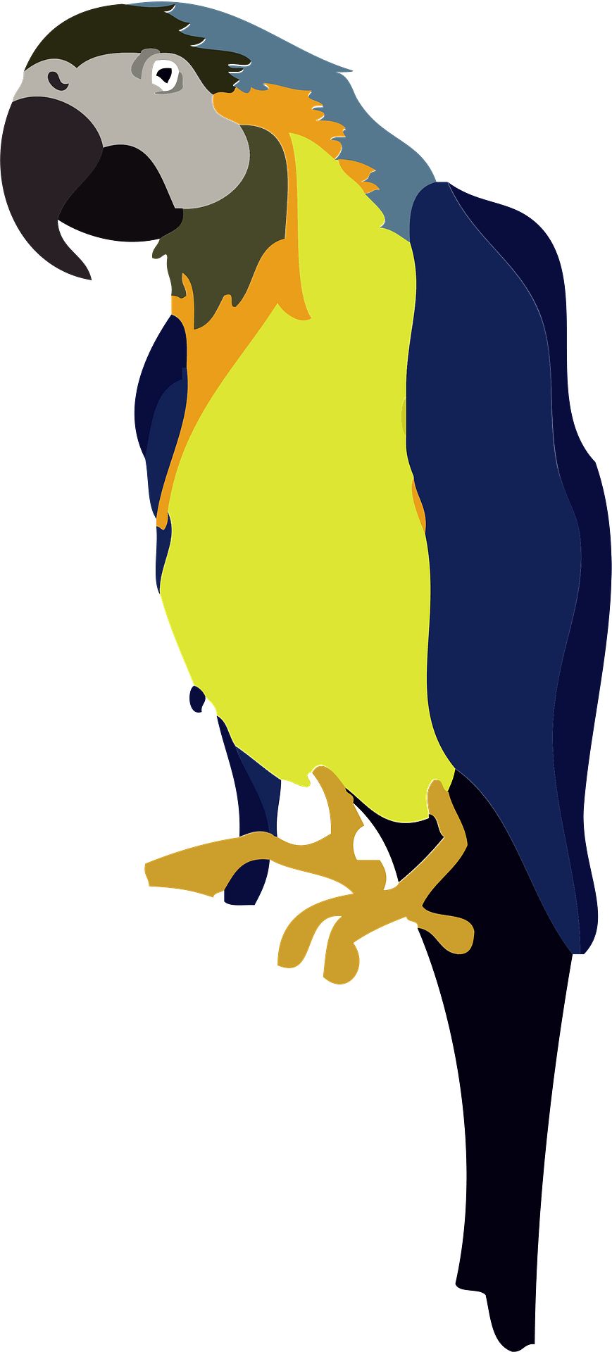 Blue And Yellow Macaw PNG File Download Free