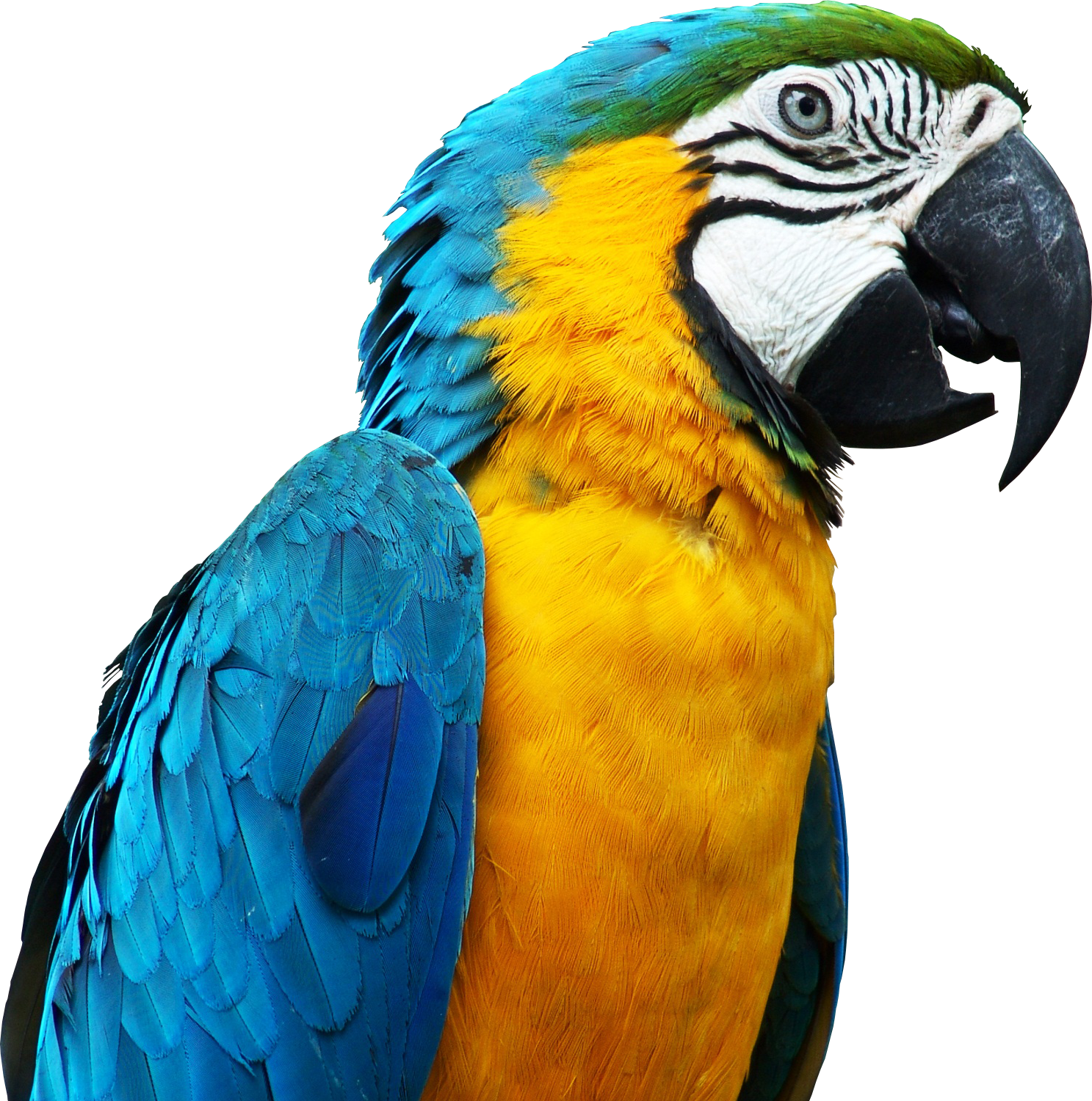 Blue And Yellow Macaw PNG File