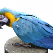 Blue And Yellow Macaw PNG Free Download