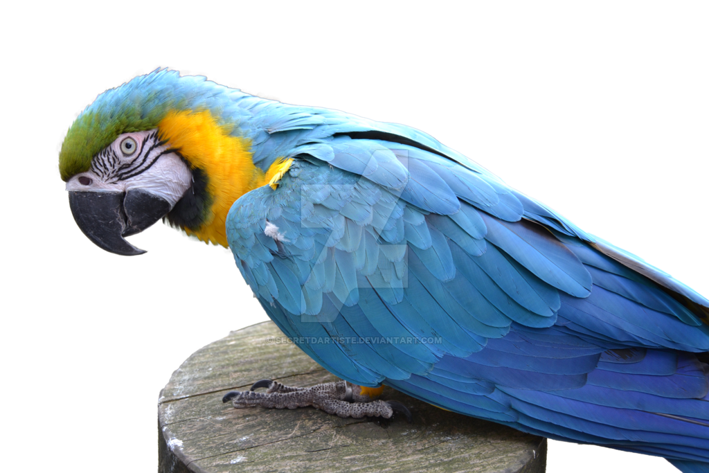 Blue And Yellow Macaw PNG Free Download