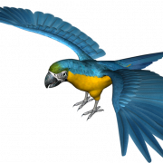 Blue And Yellow Macaw PNG Free Image