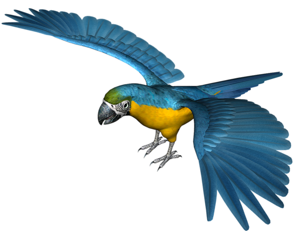 Blue And Yellow Macaw PNG Free Image