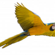 Blue And Yellow Macaw PNG HD Image