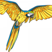 Синий и желтый ара PNG Высококачественное изображение