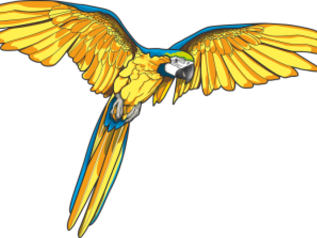 Blue And Yellow Macaw PNG High Quality Image