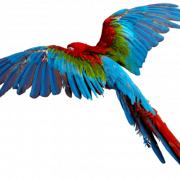 Blue And Yellow Macaw PNG Image