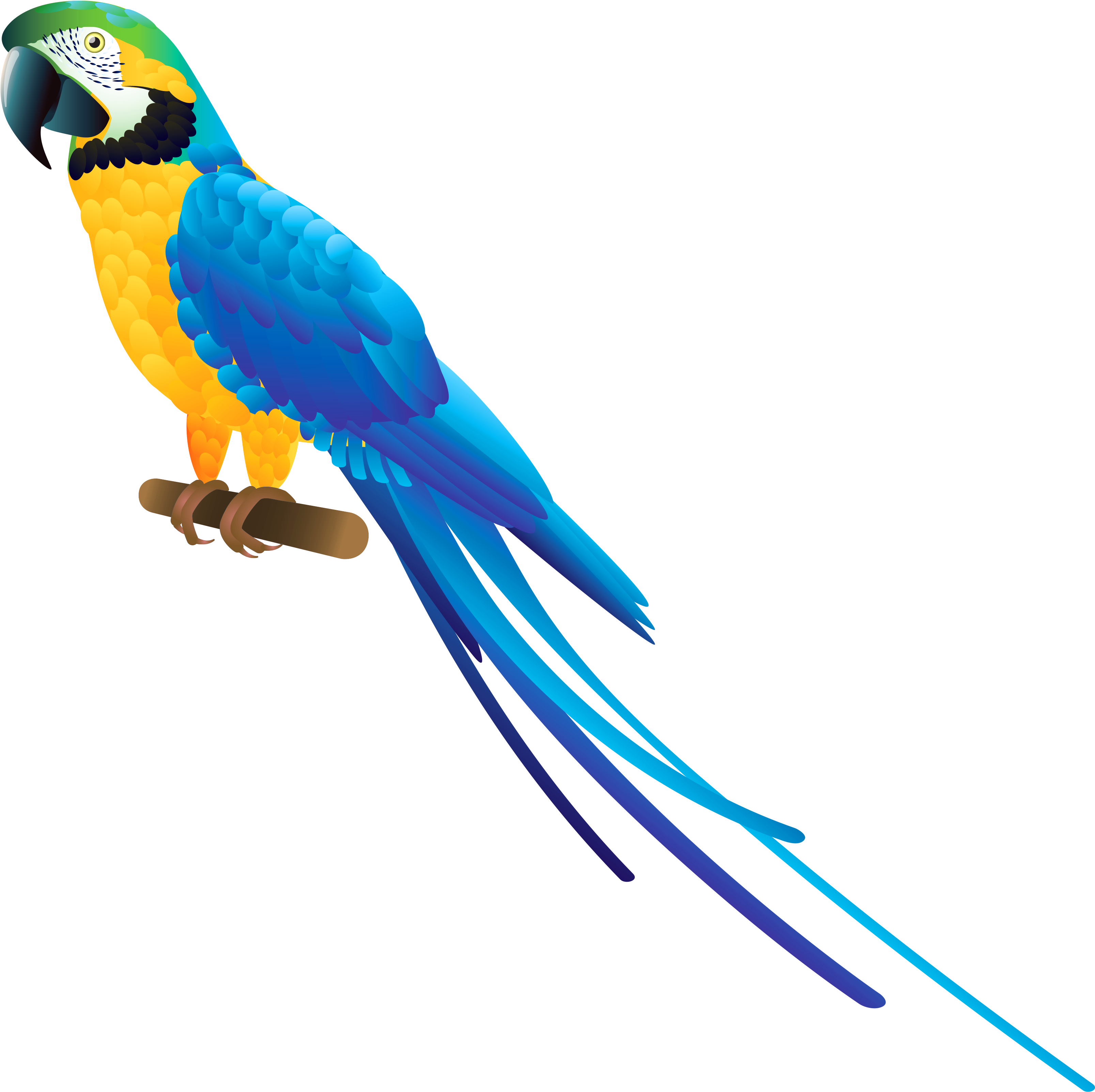 Blue And Yellow Macaw PNG Image File