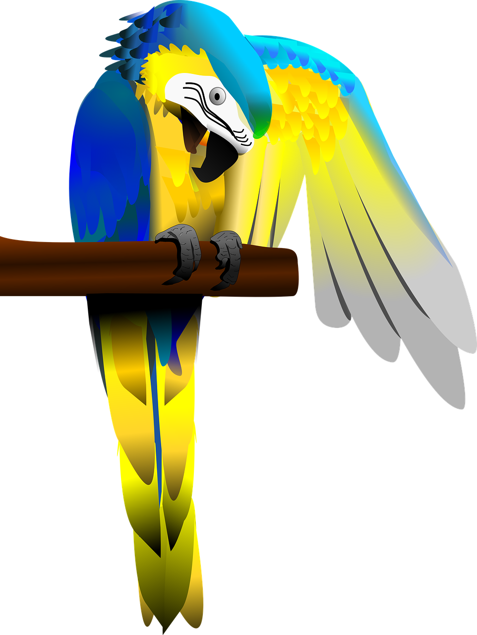 Blue And Yellow Macaw PNG Image HD