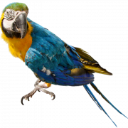 Blue And Yellow Macaw PNG Pic