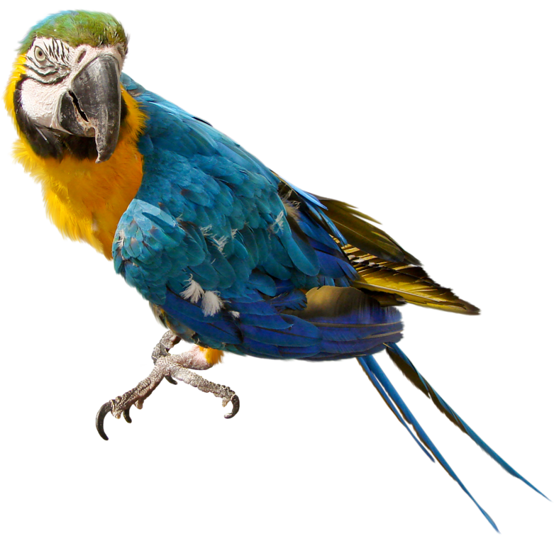 Blue And Yellow Macaw PNG Pic