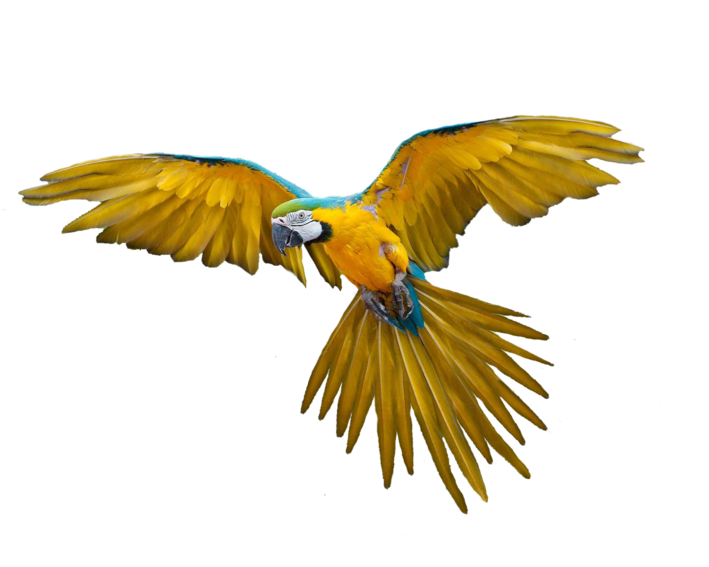 Blue And Yellow Macaw PNG Picture