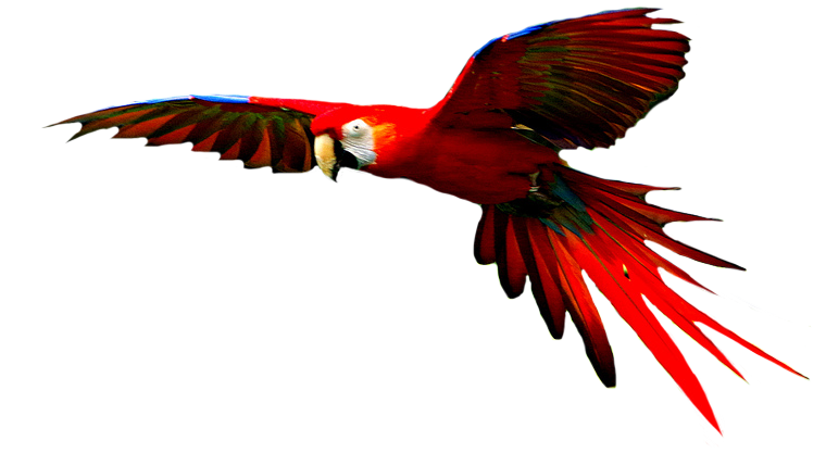 Foto HD transparan macaw biru dan kuning