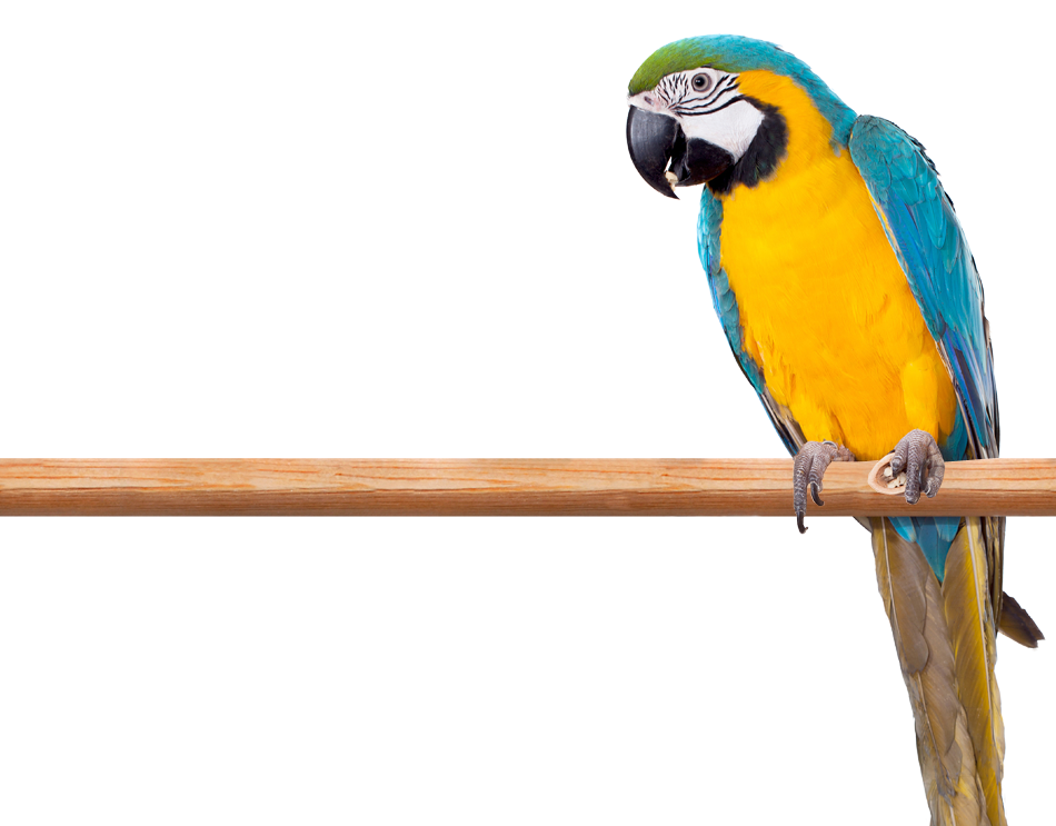 Blue And Yellow Macaw PNG