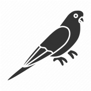 Budgerigar PNG Picture
