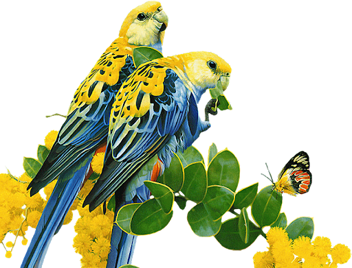 Budgerigar Parrot PNG Clipart