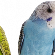 Budgerigar Parrot PNG Download Image