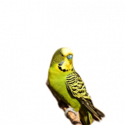 Budgerigar Parrot PNG Free Download
