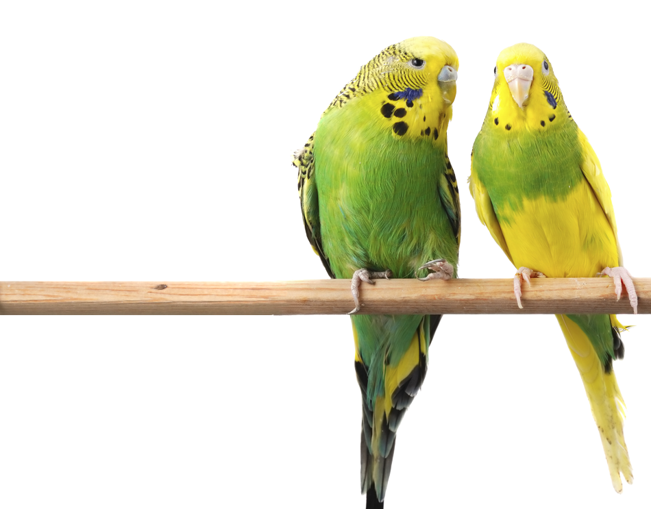 Budgerigar Parrot Png gratis afbeelding