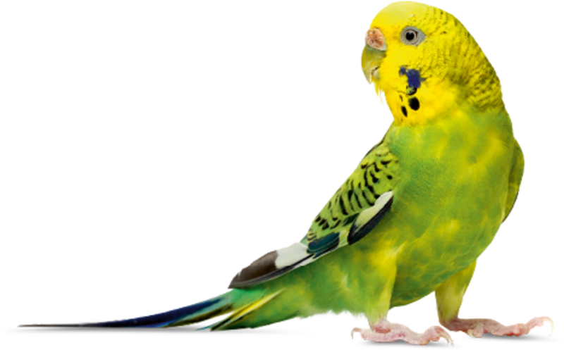 Budgerigar Parrot PNG HD -afbeelding