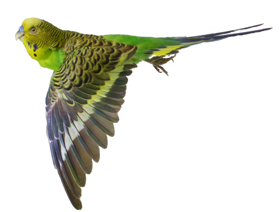 Budgerigar Parrot PNG High Quality Image