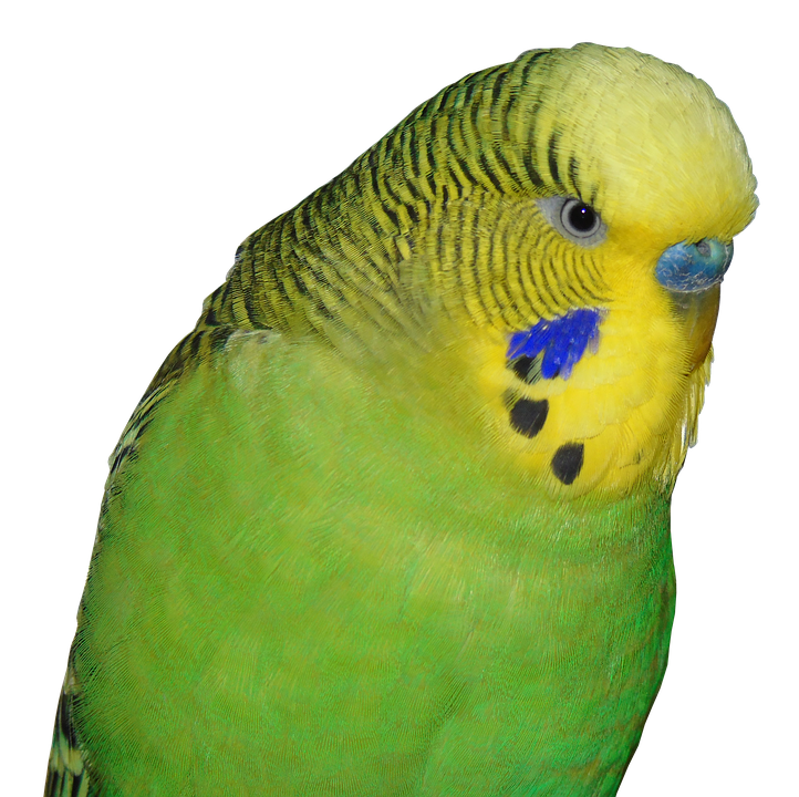 Budgerigar Parrot PNG Images