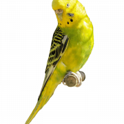 Budgerigar Parrot PNG Picture