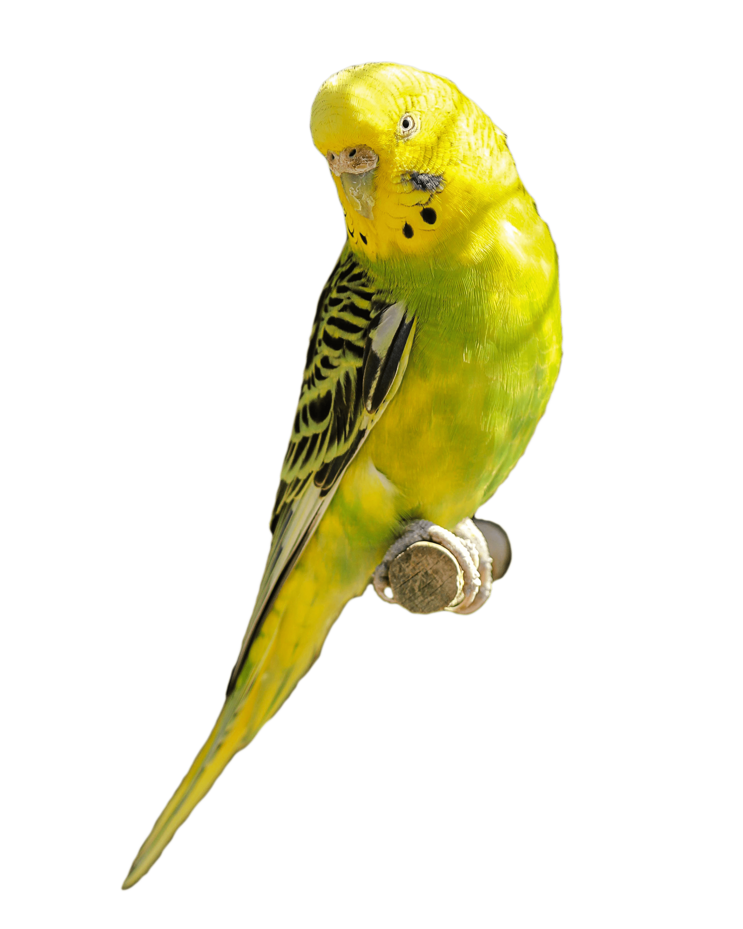 Budgerigar Parrot PNG Picture