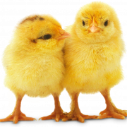 Chicks png