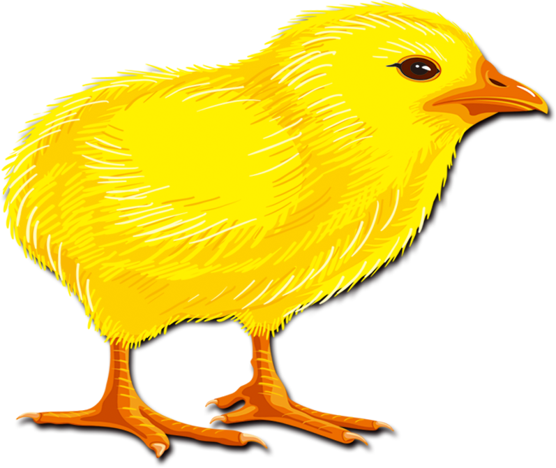 Kuikens png clipart