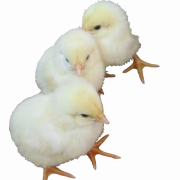 Chicks Png HD Immagine