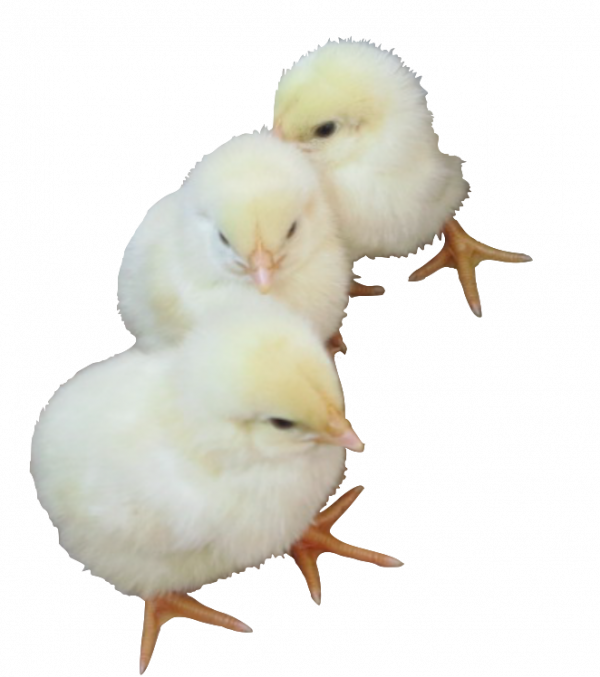 Chicks PNG HD Image