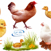Chicks PNG Image de haute qualité