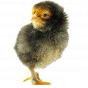 Chicks PNG Image