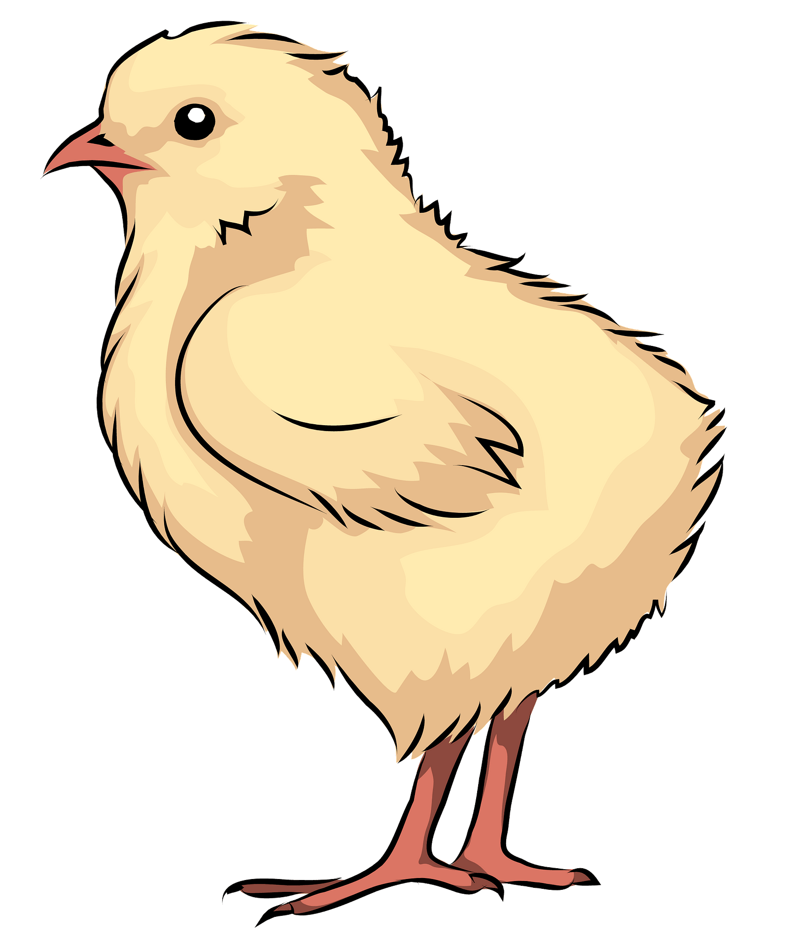 Chicks PNG Image File