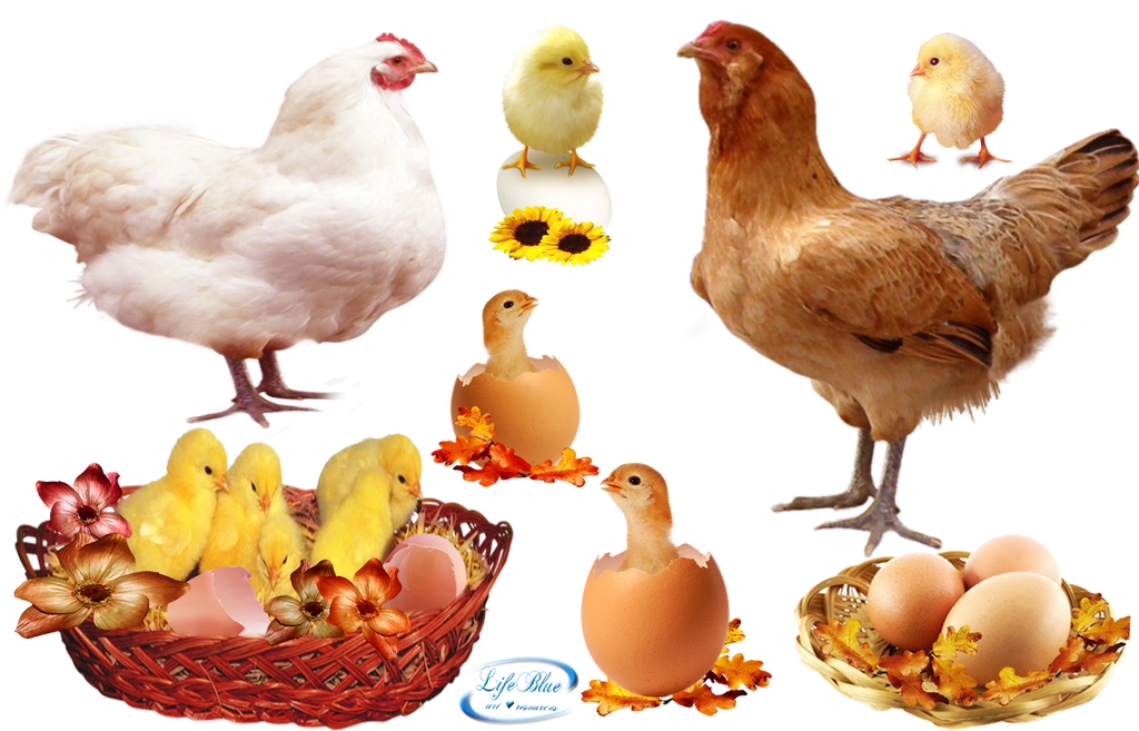 Chicks PNG Images