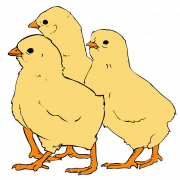 Chicks PNG Photo