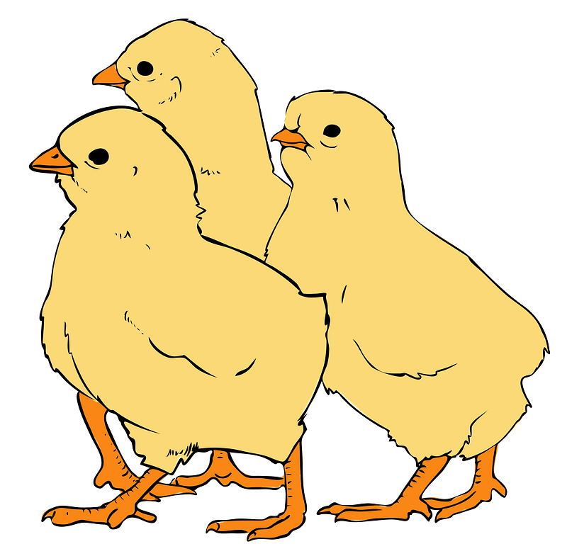 Chicks PNG Photo