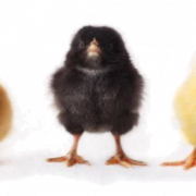 Chicks PNG Pic