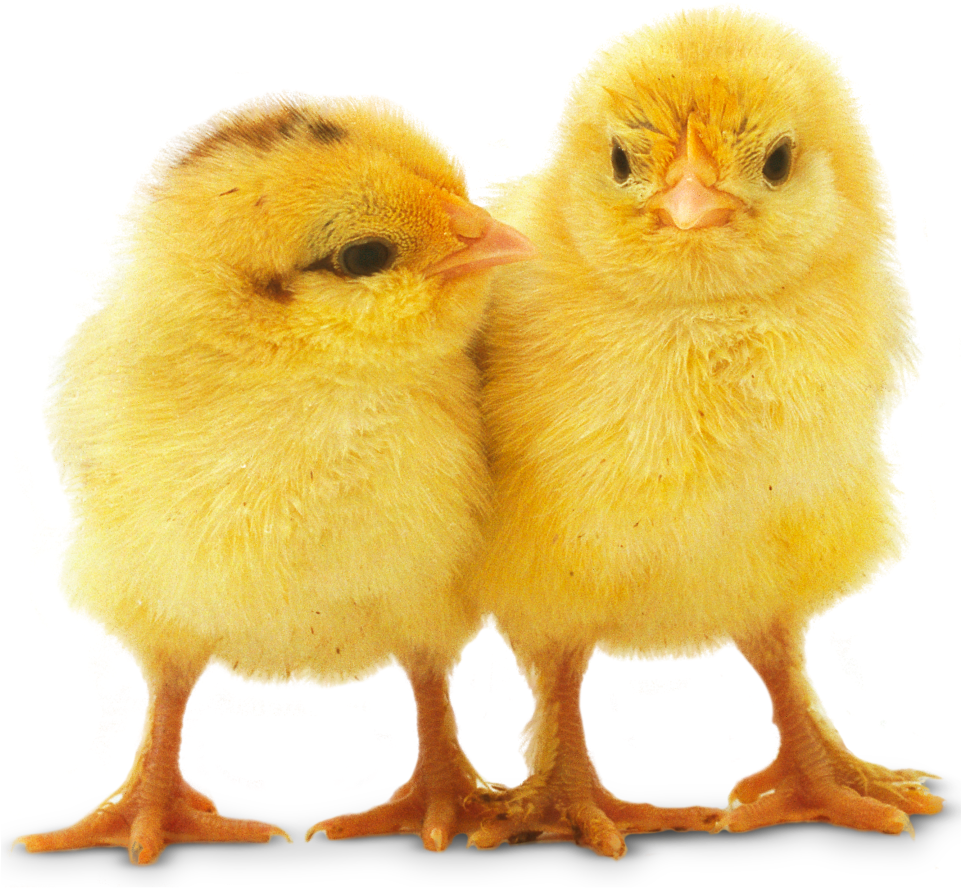 Chicks PNG