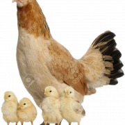 Chicks şeffaf
