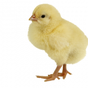 Cute Chicks PNG Clipart