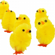 Cute Chicks PNG File