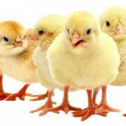Cute Chicks PNG Free Download