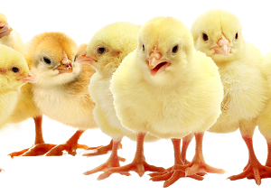 Cute Chicks PNG Free Download
