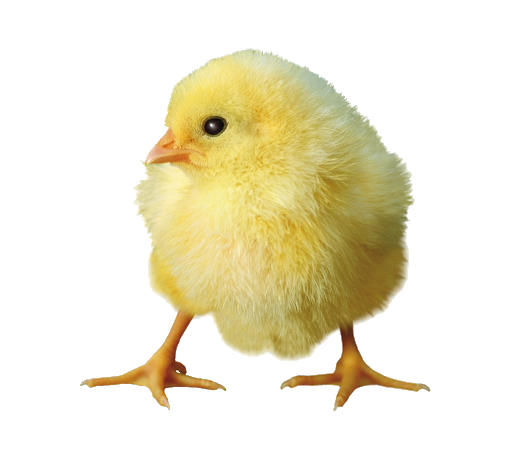 Cute Chicks PNG Free Image