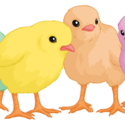Cute Chicks PNG Image