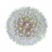 Dandelion PNG HD -afbeelding
